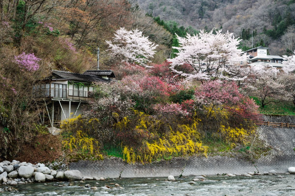 南信州の桜旅　昼神温泉